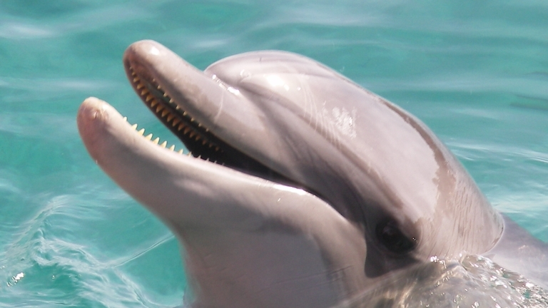 Dolphin Reef Eilat