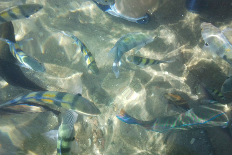 vis in Eilat